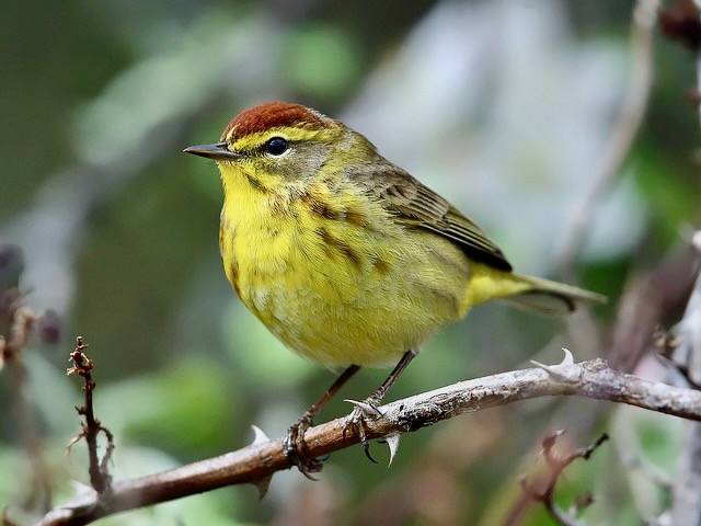 Tom Murray courtesy Journey North, Creative Commons BY-NC-SA 3.0 ... NOTE: https://journeynorth.org/weather-songbirds/featured/songbird-palm-warbler